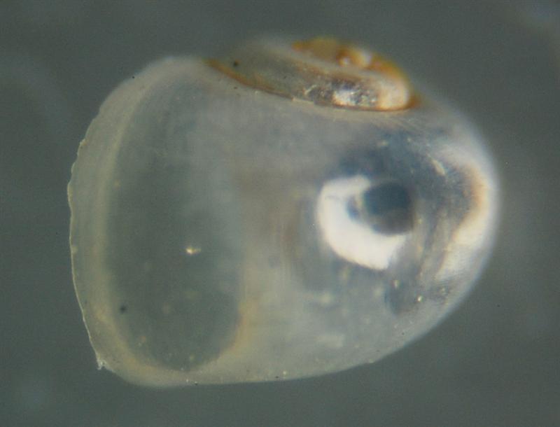 El Palo. detritro playa. Juvenil ?? 5