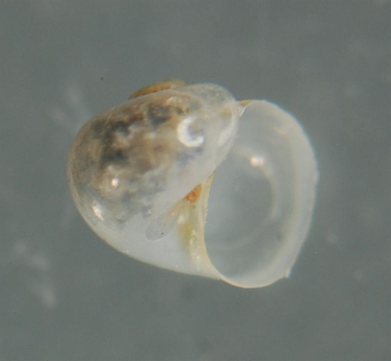 El Palo. detritro playa. Juvenil ?? 5