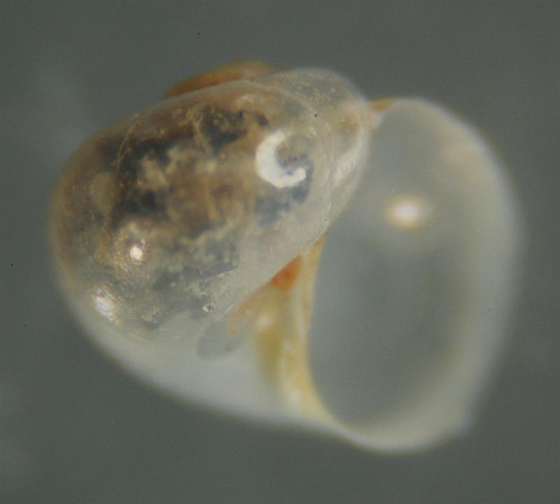 El Palo. detritro playa. Juvenil ?? 5