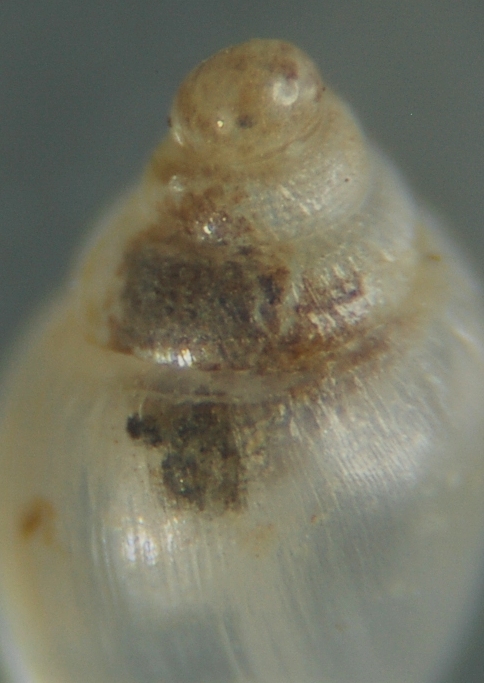 Juvenil de Ovatella firminii