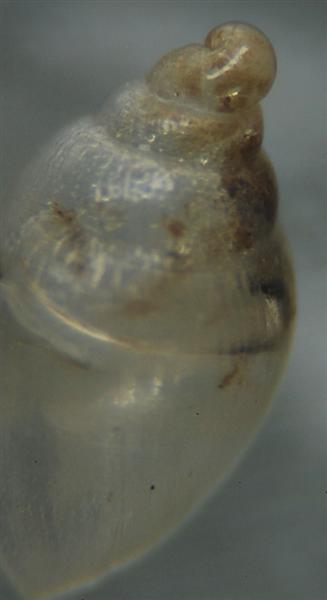 Juvenil de Ovatella firminii