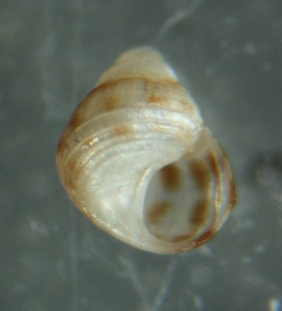 El Palo. detritro playa. Juvenil Alvanias