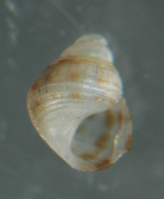 El Palo. detritro playa. Juvenil Alvanias