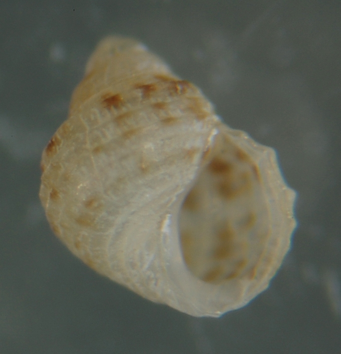 El Palo. detritro playa. Juvenil Alvanias