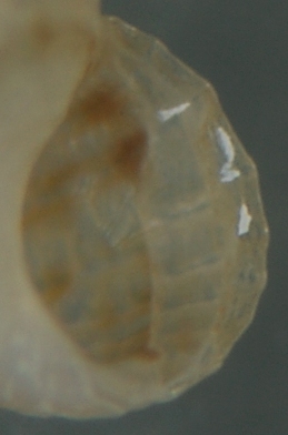 El Palo. detritro playa. Juvenil Alvanias