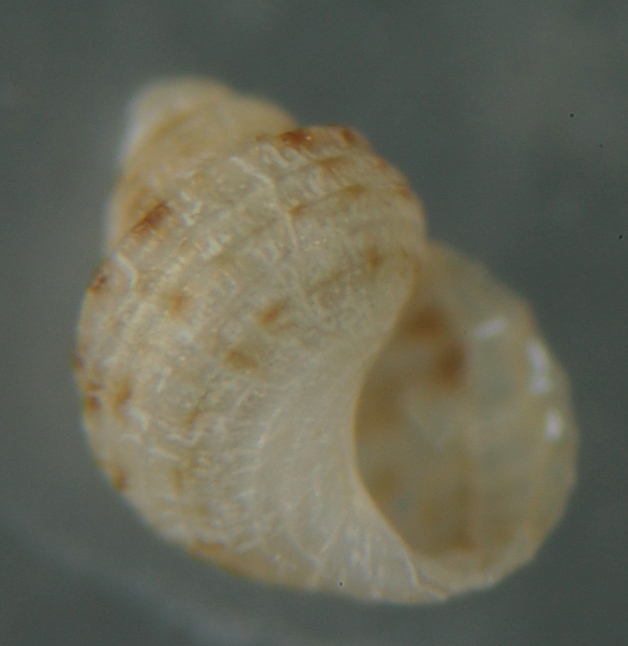 El Palo. detritro playa. Juvenil Alvanias