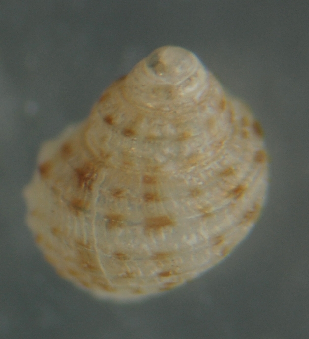 El Palo. detritro playa. Juvenil Alvanias