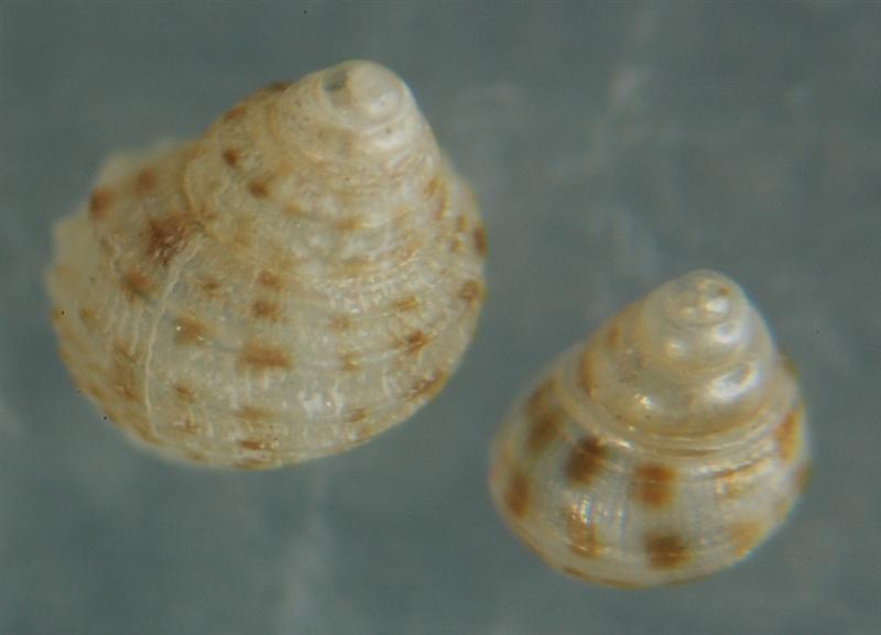 El Palo. detritro playa. Juvenil Alvanias