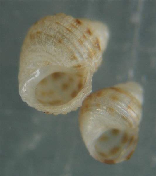 El Palo. detritro playa. Juvenil Alvanias