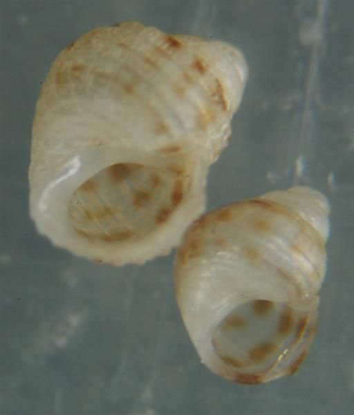 El Palo. detritro playa. Juvenil Alvanias