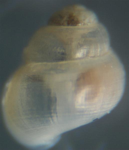 El Palo. detritro playa. Juvenil ?? 7