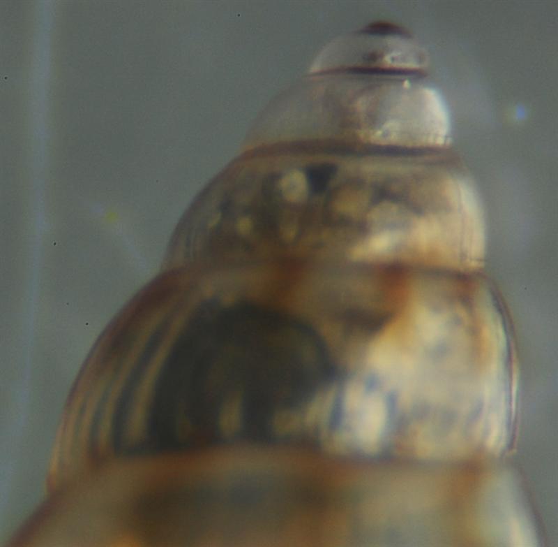 El Palo. detritro playa. Juvenil ?? 4