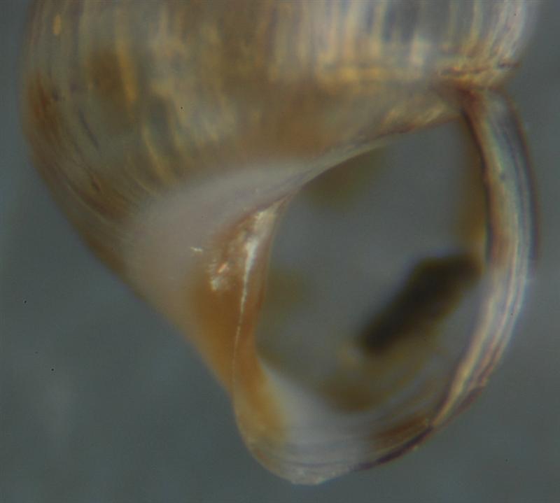 El Palo. detritro playa. Juvenil ?? 4