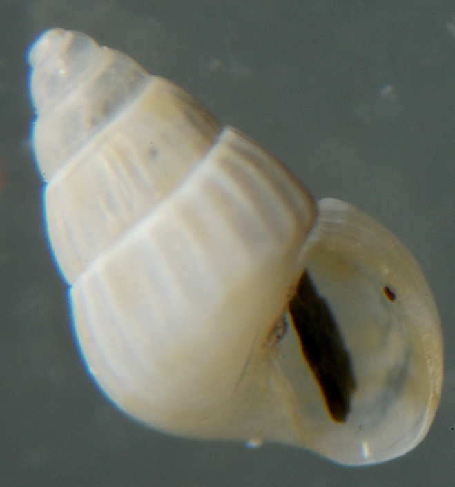 El Palo. detritro playa. Juvenil Pusillina??