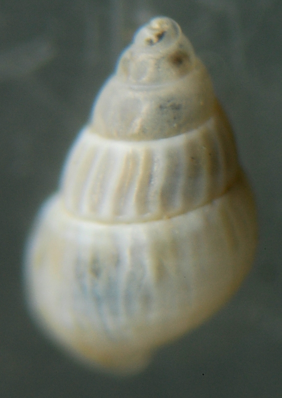 El Palo. detritro playa. Juvenil Pusillina??