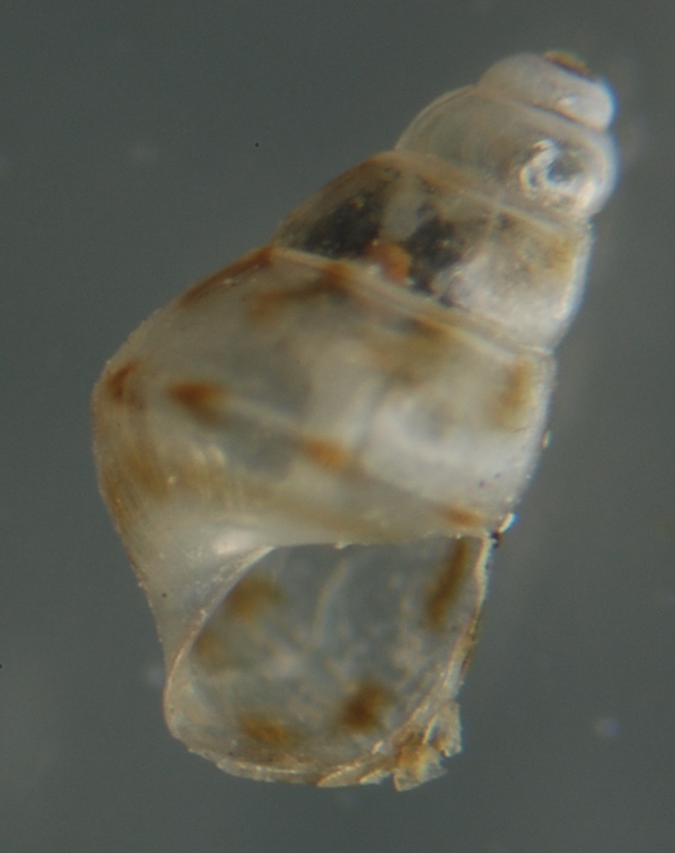 El Palo. detritro playa. Juvenil ?? 3