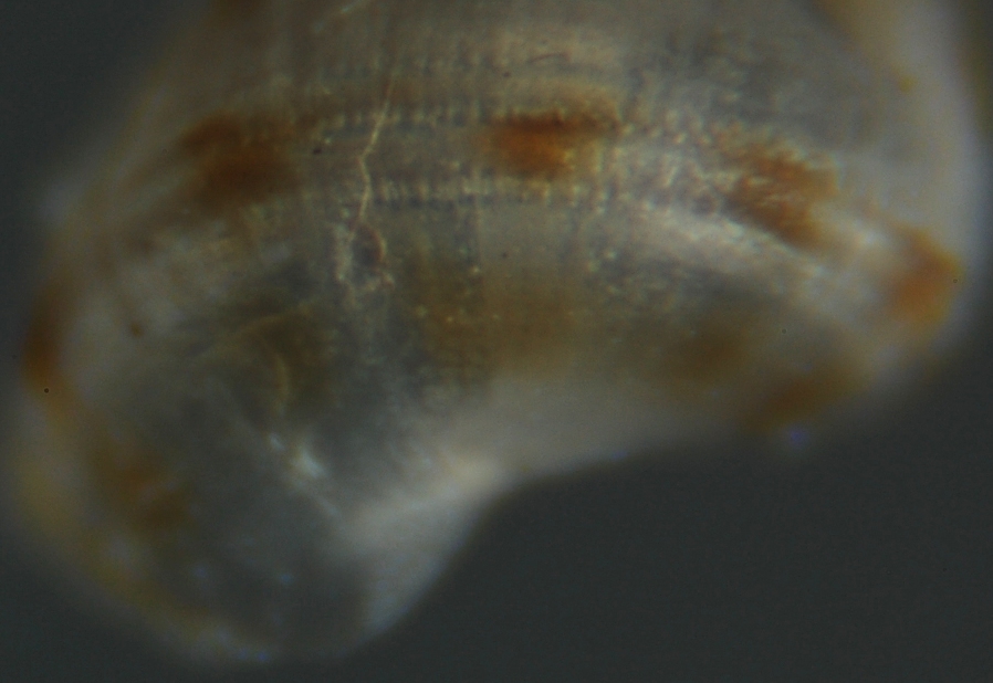 El Palo. detritro playa. Juvenil ?? 3