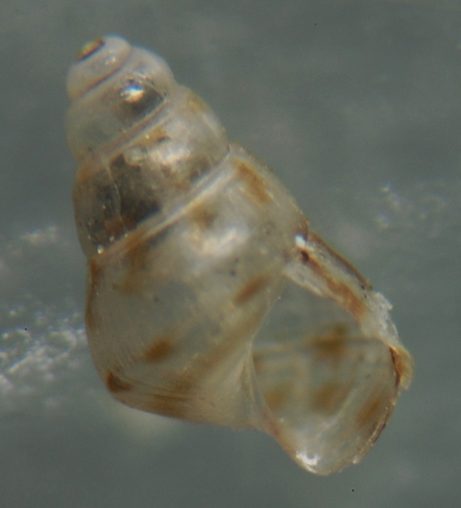 El Palo. detritro playa. Juvenil ?? 3