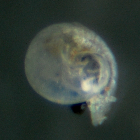 El Palo. detritro playa. Juvenil ?? 6