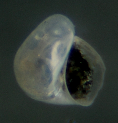 El Palo. detritro playa. Juvenil ?? 6