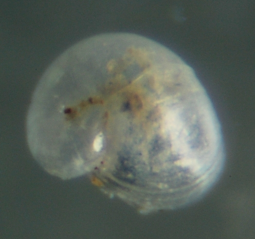 El Palo. detritro playa. Juvenil ?? 6