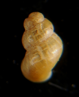 Liostoma Onoba Obtusella ???