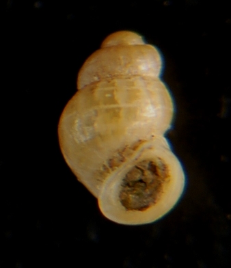 Liostoma Onoba Obtusella ???