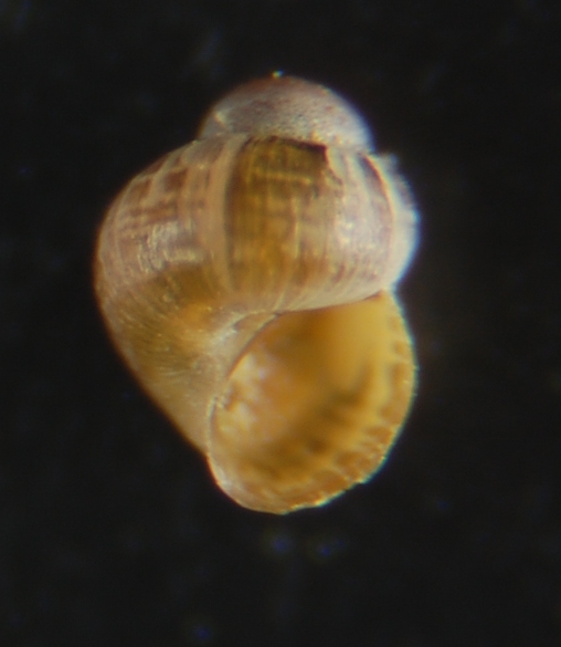Liostoma Onoba Obtusella ???