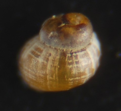 Liostoma Onoba Obtusella ???