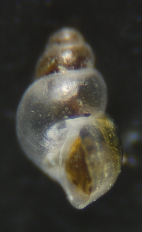 Liostoma Onoba Obtusella ??? 2