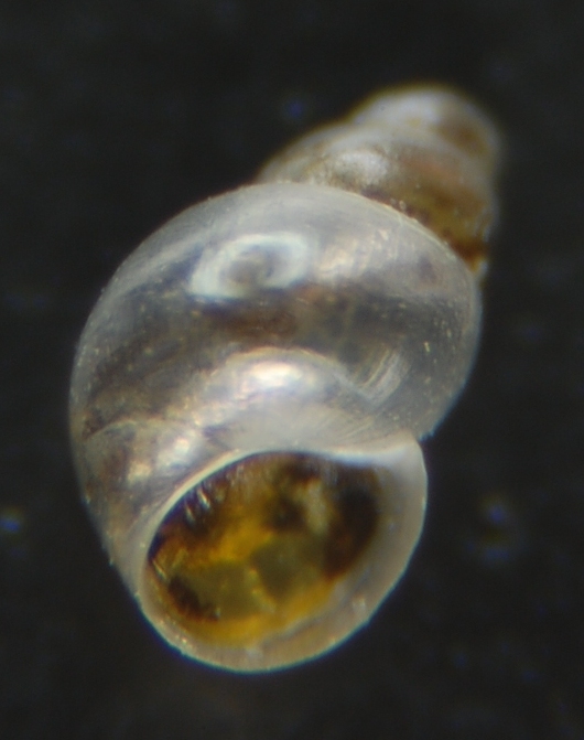 Liostoma Onoba Obtusella ??? 2