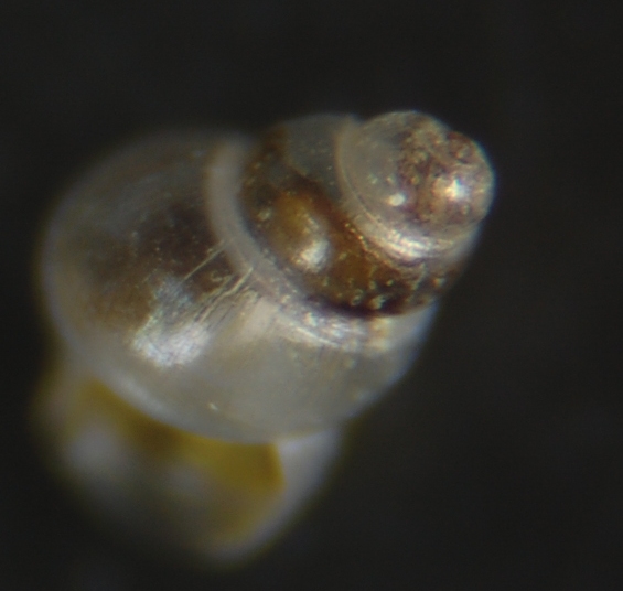 Liostoma Onoba Obtusella ??? 2