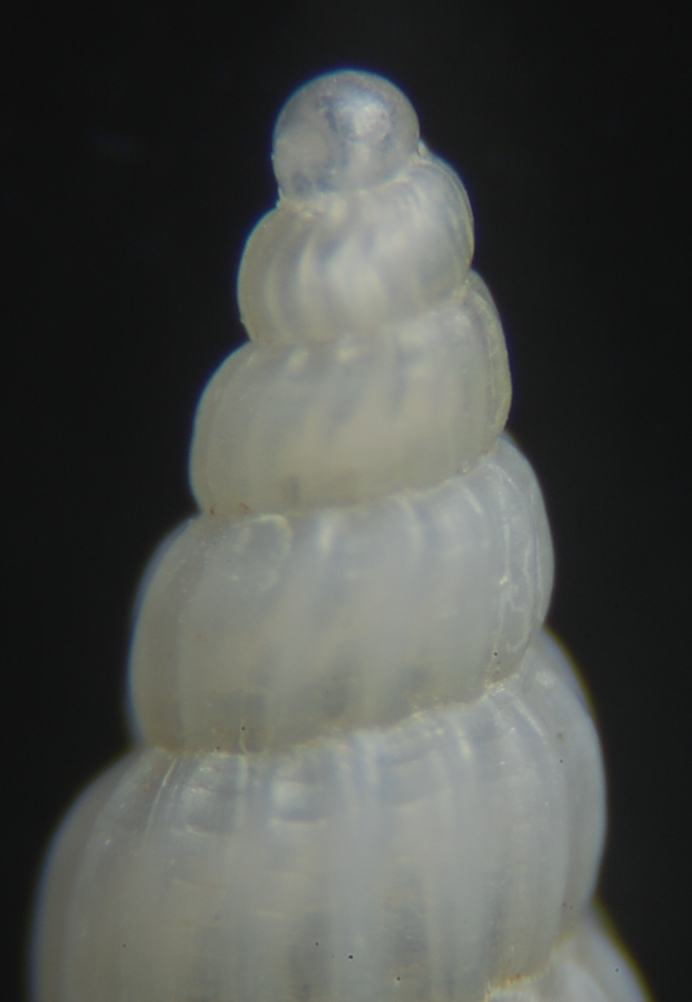 Turbonilla multilirata ??