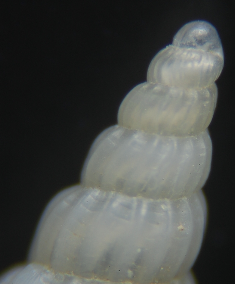 Turbonilla multilirata ??