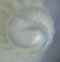 Turbonilla multilirata ??