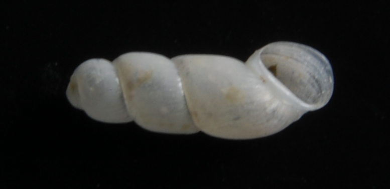 El Palo. detritro playa. ??