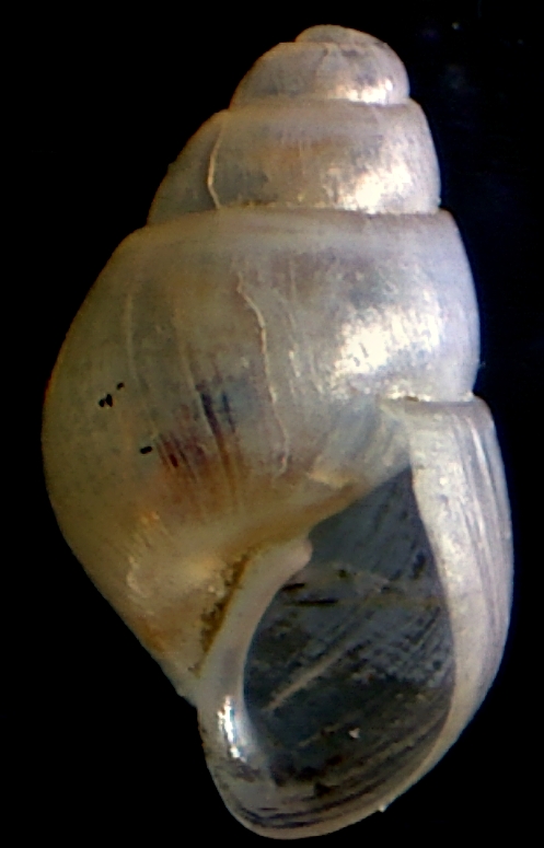 Odostomia ?  : O. scalaris