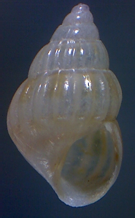 Pusillina radiata