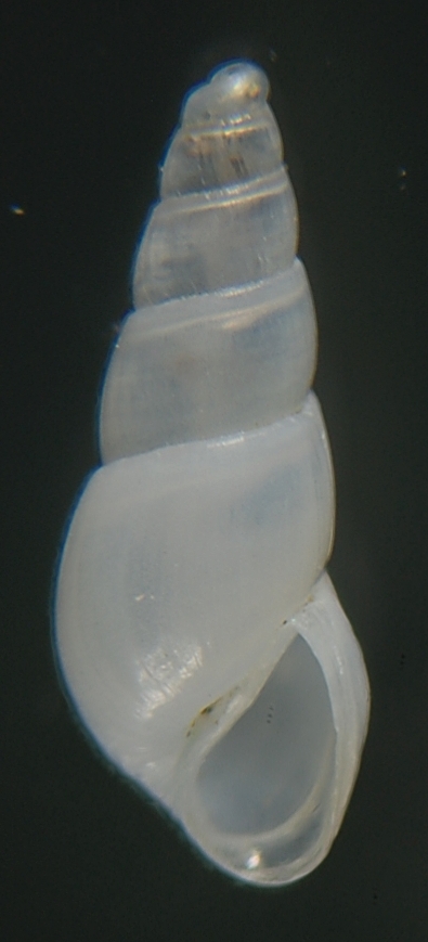 Odostomia fusulus