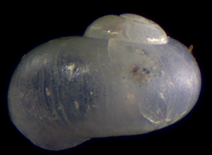 Marino? continental?