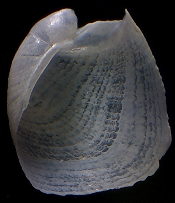 Philine angulata