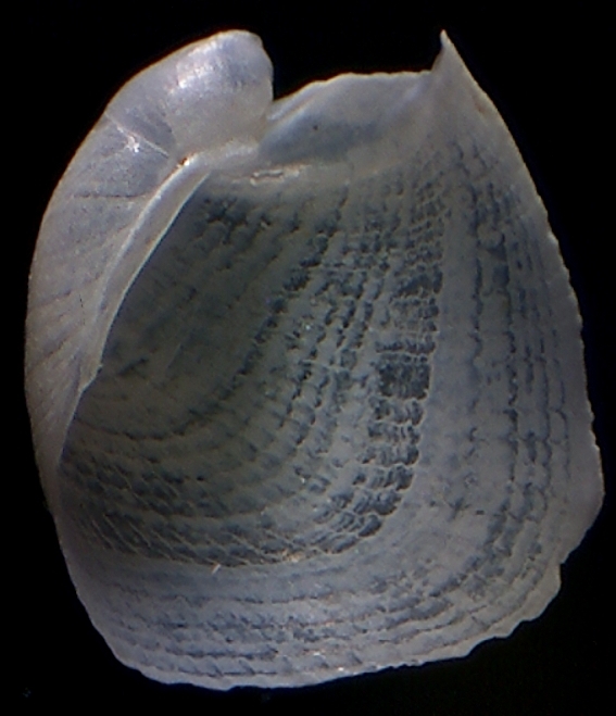 Philine angulata