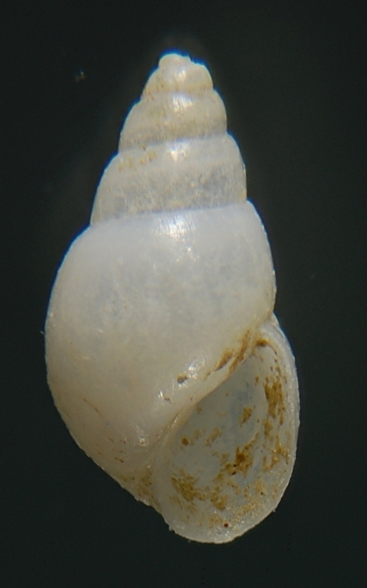 Odostomia ?? = cfr. eulimoides