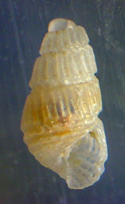 Chrysallida brusinai ? pellucida ? 2