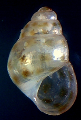 Setia maculata