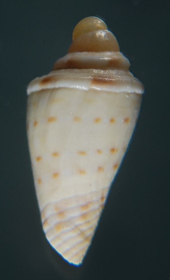 juvenil de Conus mediterraneus ?