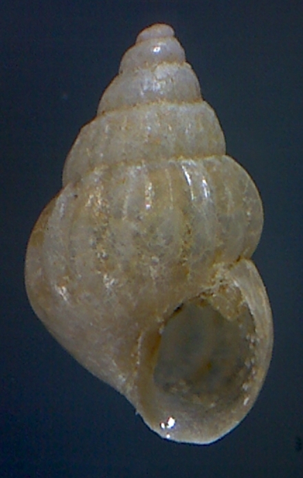 Pusillina radiata