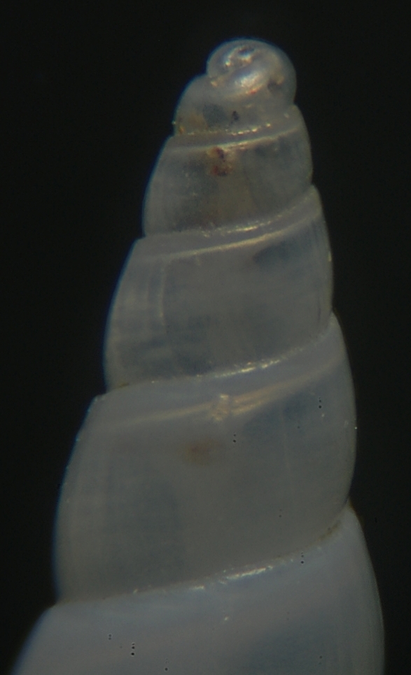 Odostomia fusulus