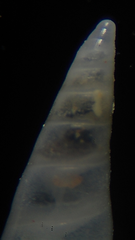 Vitreolina incurva??