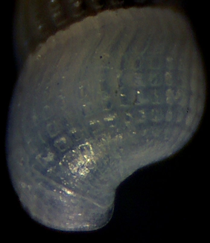 Chrysallida juliae